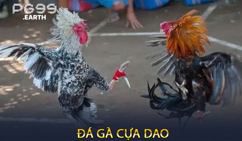 Đá Gà Cựa Dao
