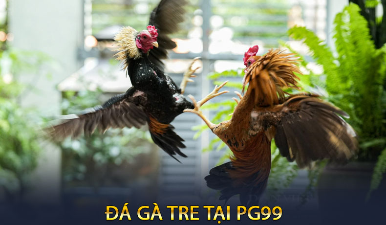 Đá gà tre