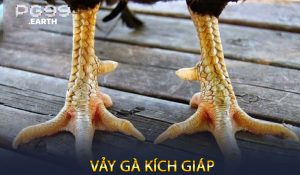Vảy Gà Kích Giáp