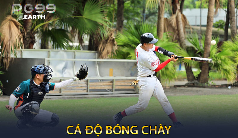 Cá Độ Bóng Chày